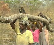 m ssen 24 kg Feuerholz